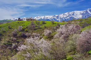 【新疆6日·伊犁杏花】2-8人 吐尔根 那拉提冰百合 大西沟杏花 独山子大峡谷 赛里木湖