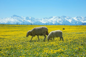 【新疆7日·春季伊犁游】2-6人团  那拉提草原 S101国防公里  赛里木湖  恰西 琼库什台 全景精品小团