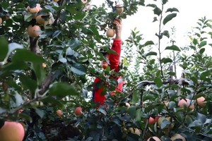 10.15号（周三）摘苹果赏红叶休闲一日游