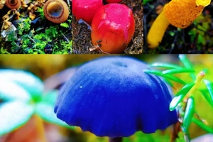 魔法森林波多罗-文海徒步