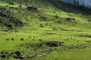 哈巴雪山秘境西坡徒步线（2天行程）