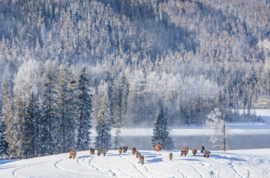 冬季恋歌-喀纳斯2