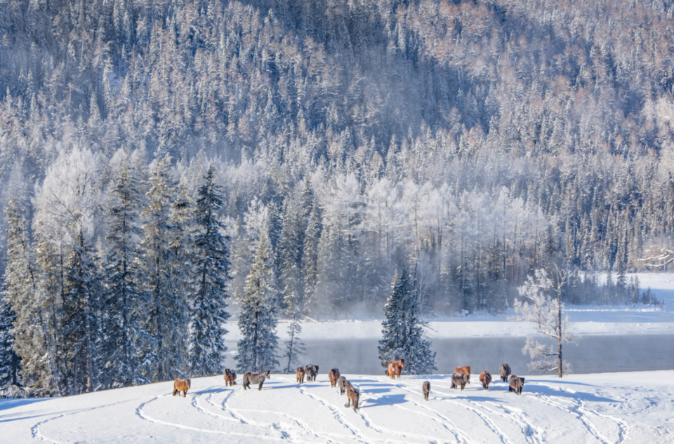 冬季恋歌-喀纳斯2