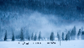 冬季恋歌-喀纳斯6