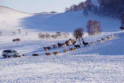 冰雪狂欢｜元旦1月1-5日达里湖冬捕·泡温泉-乌兰布统-塞罕坝玩雪·漂移勇士招募