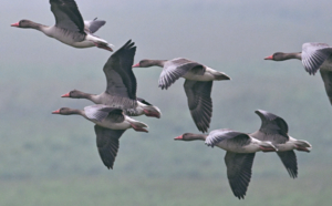 【黑石旅行•亲子】店庆限时特惠！！1月1日-2日湖岛奇遇记——在洞庭湖心，陪孩子完成一场独立挑战！