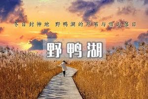 中午出发｜野鸭湖｜橘子日落-网红打卡拍芦苇漫天の闯入金色芦苇荡的冬日童话