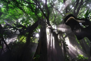 青青世界一日游（只接受包团）