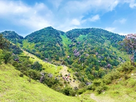 5.1晚-5.2打卡阳春鸡笼顶~醉美高山大草原和漫山杜鹃花