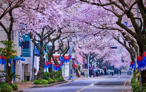 韩国济州岛樱花徒步季｜偶来小径与汉拿山的约定6天