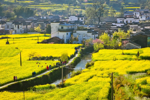 徒个中国·江西｜3月22~27号婺源油菜花古道徒步