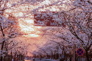 3月22~27日徒个中国.江苏：烟花三月下扬州