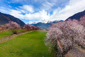 4月8~15号徒个中国 ● 西藏｜雪域桃花徒步节（林芝集合）