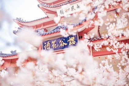 【鲜衣怒马•江南游】3月21-25日 烟花三月下江南，一朝看尽长安花，瘦西湖、鼋头渚樱花、千垛水上油菜花