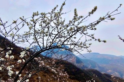 【陌上桃花】3.8（周日）徒步双山双寺穿越赏花一日游