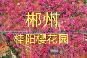 【定位】桂阳樱花园 奔赴马年第一场艳遇！
