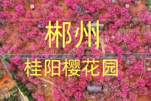 【定位】桂阳樱花园 奔赴马年第一场艳遇！
