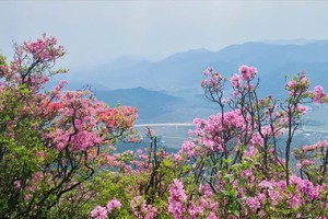 山花烂漫||4.25漫步奉化金峨山，那里漫山杜鹃花悄然盛放，繁华如梦，芬芳满路（转发朋友圈优惠10元/人）