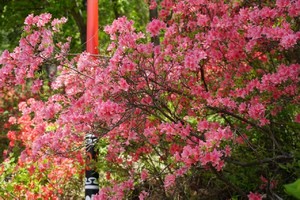 山花浪漫‖4.10新昌大岩岗杜鹃花开，赏奇靴飞瀑，漫步韩妃江畔（转发朋友圈报名优惠10元/人）