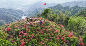 云上芦山||4.11探寻野杜鹃岭，寻黄色映山红，徒步“私藏”赏花路线（转发朋友圈优惠10元/人）