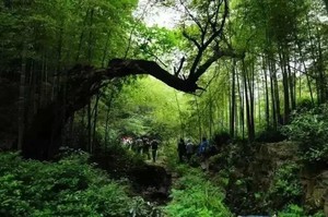 国庆特辑‖10.2徒步绍兴千年上青古道，觅竹林幽幽绿仙踪（欢迎团队定制包团）