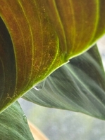 【热门加开4/26·植物安全课】揭秘有毒植物，会见植物园里的“危险朋友们”