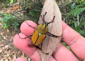 【春假独立营4/30】季节限定：赴苏州旺山之约，与黄粉鹿角花金龟共赴春日秘境