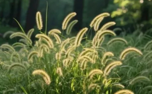 【9/19下午场植物园科普角·半日自然营N0.2】秋分丰收，禾谷知时节