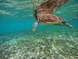 【免签·马代】7月5日玩转居民岛和五星度假村（含三餐）6天5晚
