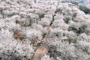 4.5周日【春天花事·嵊州猪娘岭+崇仁古镇】赏千亩樱花，品味时光中的千年小镇~