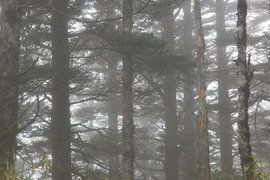 TAN_1723_13_37_12