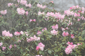 TAN_1743_13_50_09