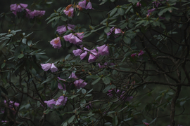 TAN_1783_14_06_52