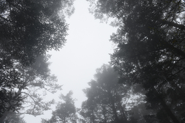 TAN_1905_15_29_00