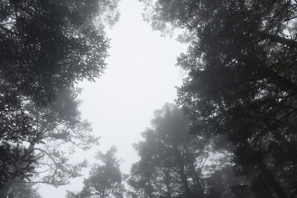TAN_1905_15_29_00