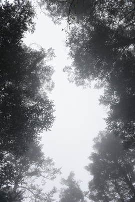 TAN_1906_15_29_06
