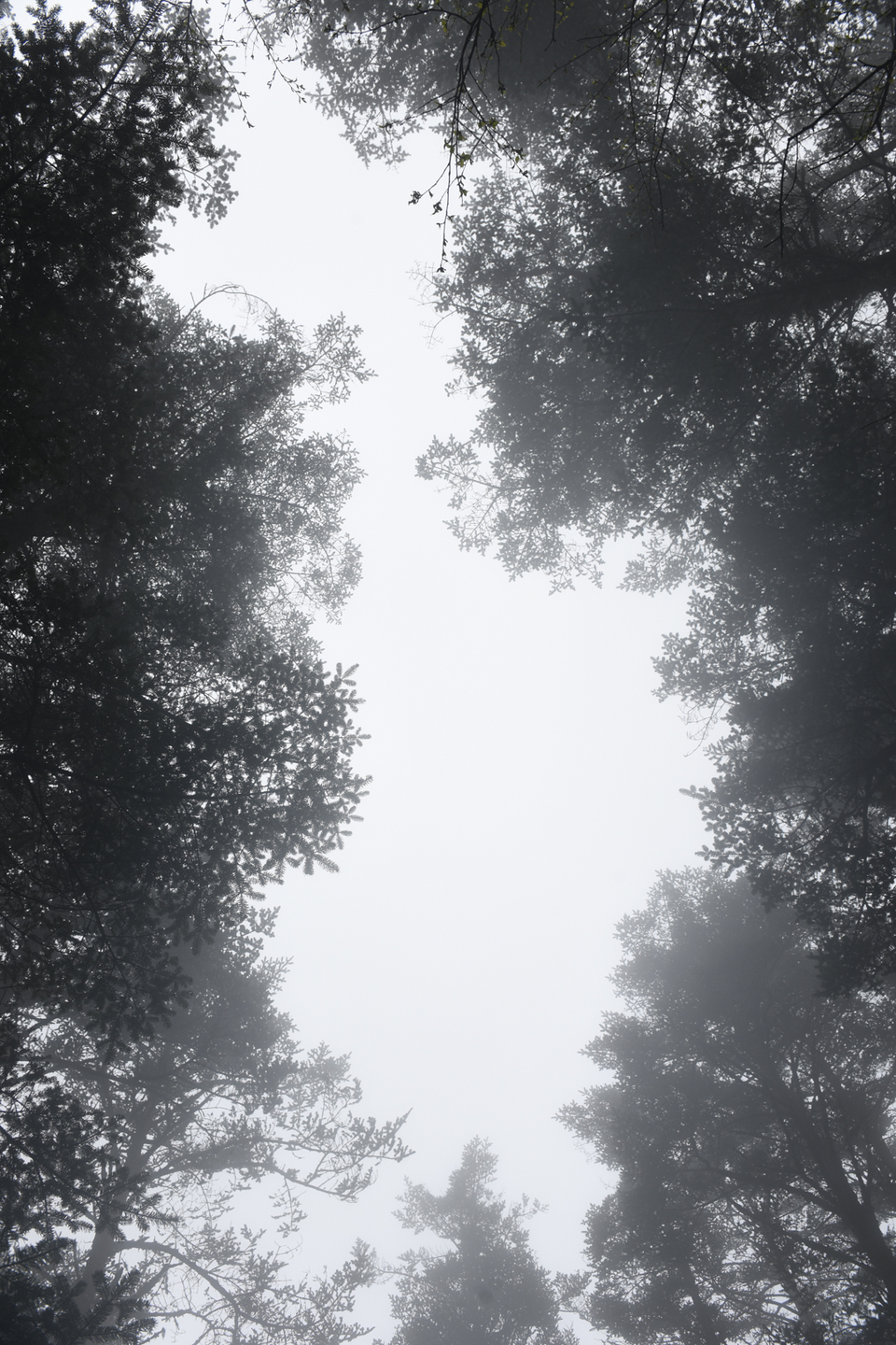 TAN_1906_15_29_06
