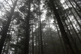 TAN_1908_15_30_23