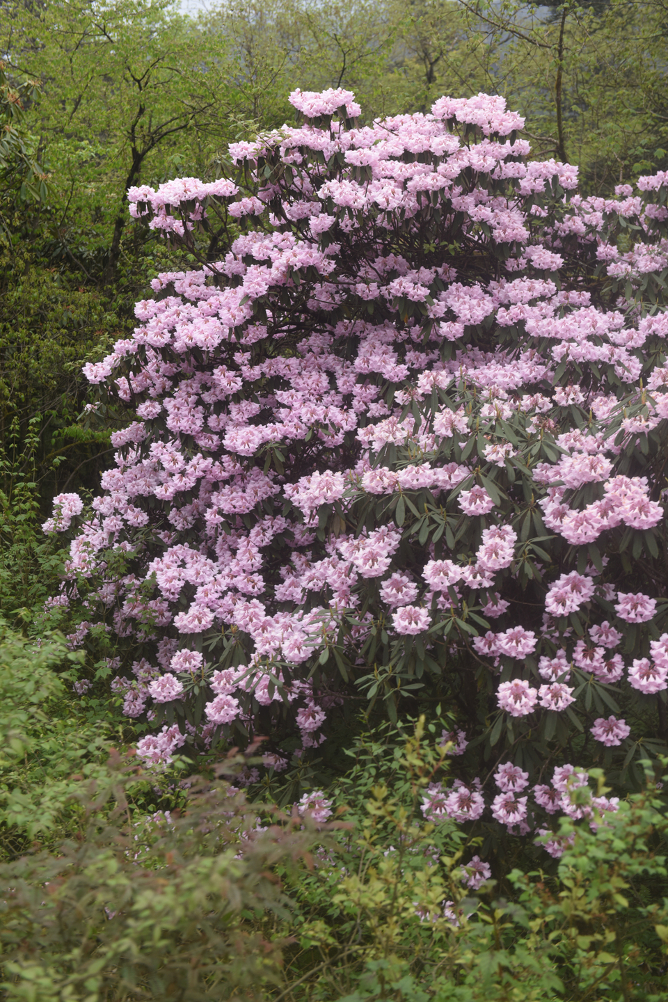 TAN_1975_17_37_23