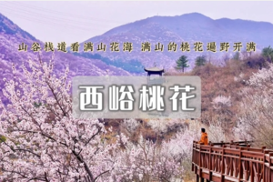 1日｜西峪村桃花•徒步山谷栈道看满山花海の距离赏花小众打卡