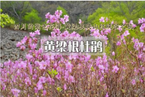 1日｜黄梁根杜鹃花 •最美映山红黄梁根粉红绽放峡谷之旅（初级）