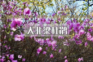 1日｜大北梁杜鹃花 •延寿寺-大北梁-黑山寨高山杜鹃（初级）