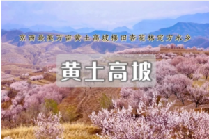 1日｜黄土高坡｜定方水杏花林の万亩黄土高坡杏花-肆意绽放（初级）