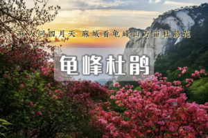 周末2日｜龟峰山杜鹃｜麻城大别山杜鹃花开の龟峰山10万亩野生杜鹃群-天堂寨