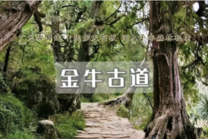 周末2日｜金牛古道｜对话翠云廊-徒步先秦千年柏廊下的古驿道の国内古道天花板（不耽误上班）