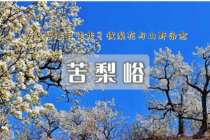 1日｜苦梨峪｜桑树庵の满山遍野梨花绽放-藏在山脊的梨花雪海（初级）