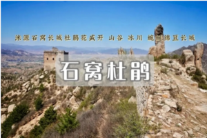 1日｜石窝杜鹃｜巨石冰瀑映山红の赏冰川杜娟花-观绝美春之盛景-赴一场杜鹃之约