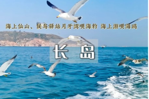 端午3日｜长岛•寻找黄.渤海交汇处の喂食万鸟岛海鸥/品尝海鲜盛宴/体验岛民生活-玩转中国十大醉美海岛