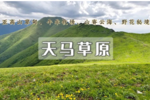 1日｜天马草原•云端徒步｜野花遍野见牛羊-邂逅高山仙境 