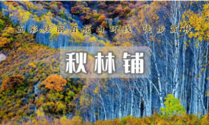1日｜国庆10.1-6 天天发 秋林铺「白桦秋景• 秋林铺」森林徒步系列の茂密白桦林一幅油彩画